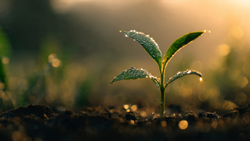 morning affirmations 